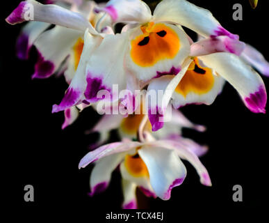 Dendrobium ahorn Orchidee in voller Blüte. Stockfoto