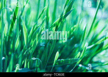 Perfekten grünen Hintergrund durch den frischen Rasen Stockfoto