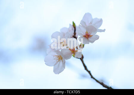 Shanghai Tongji Universität Frühling Kirschblüten Stockfoto