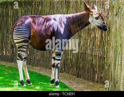 Okapi in Nahaufnahme, gefährdete Tierart, Giraffe aus dem Kongo, Afrika Stockfoto