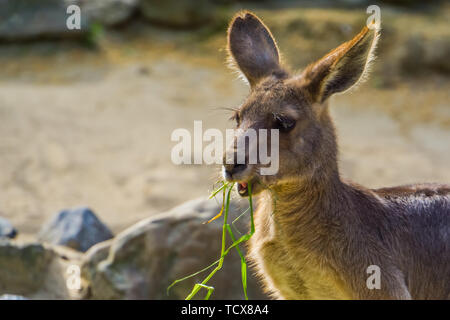 Nahaufnahme eines Eastern Grey kangaroo essen Gras, Beuteltier aus Australien Stockfoto