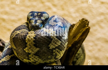 Nahaufnahme von einem nordwestlichen Teppich Python auf einem Ast, tropischen Schlange aus Australien Stockfoto