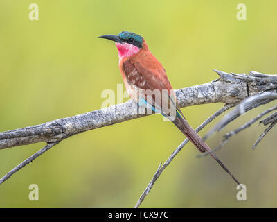 Südliche carmine Bee-eater (Merobs nubicoides) Vogel auf Zweig in den Krüger National Park, Südafrika Stockfoto