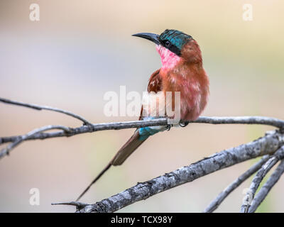 Südliche carmine Bee-eater (Merobs nubicoides) Vogel auf Zweig zurück Suchen mit hellen Hintergrund im Krüger Nationalpark, Südafrika Stockfoto