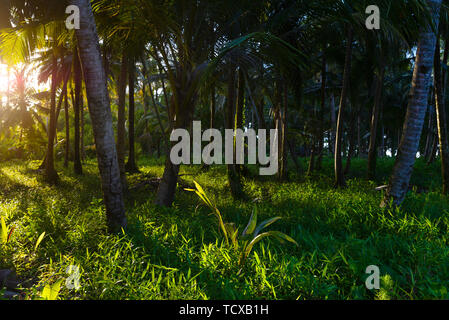 Üppig grünen tropischen Wald, sunburst in Palm Tree Wald auf Desert Island, Sumatra, Indonesien. Inspirierende Natur, romantisches Licht, Meditation conc Stockfoto