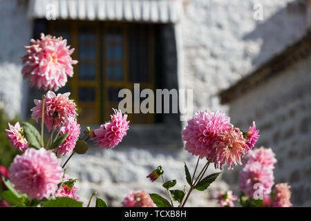 Dali Blumen vor dem Kloster Das Kloster Sera in Tibet Stockfoto