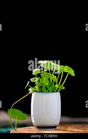 Exquisite Kupfer Geld Gras Topfpflanzen Stockfoto