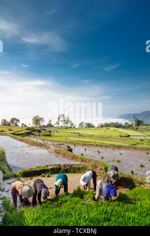 Reisbauern in Reis Reisfelder, Tana Toraja, Sulawesi, Indonesien, Südostasien, Asien Stockfoto