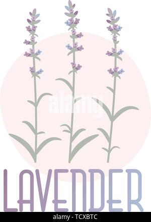 Lavendel. Vektor Konzept Bild im Stil der Provence. Eps 10. Stock Vektor