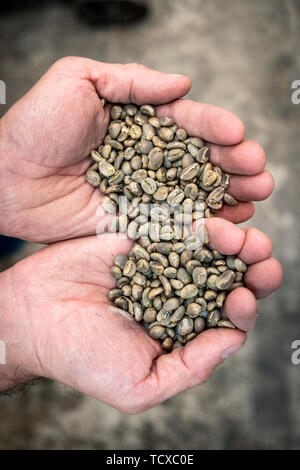 Rohe Kaffeebohnen, Kolumbien, Südamerika Stockfoto