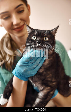 Erschrocken die Augen. Eine Frau, die Berufsbildung in Arbeit einheitliche und Schutzhandschuhe hält einen großen schwarzen und flauschige Katze während einen Check-up in der Tierklinik. Pet care Stockfoto