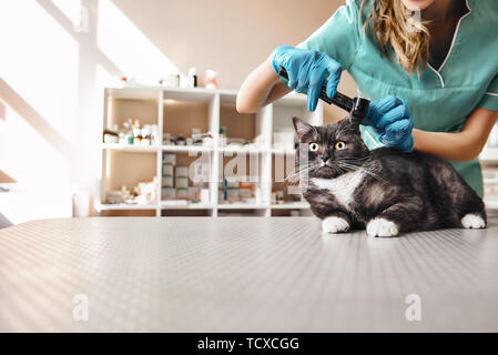 Ich will alles zu prüfen. Junge weibliche Tierarzt in Arbeit einheitliche Kontrolle ohr Gesundheit einer großen schwarzen Katze mit einem speziellen Werkzeug an der Tierärztlichen cli Stockfoto