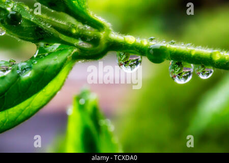 Micro-Reflexion in Wassertröpfchen. Stockfoto