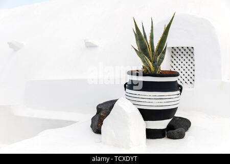 Eine große schöne Aloe vera wächst in einem Topf. Stockfoto