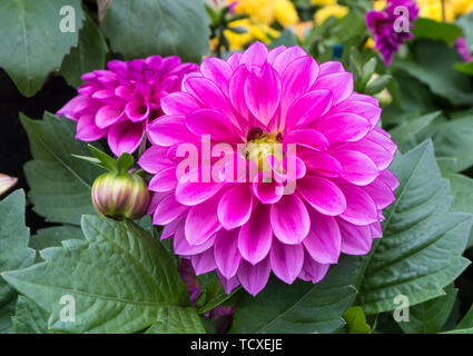 Dahlie 'ahlietta Nina 'Blumen im Sommer in West Sussex, England, UK. Stockfoto