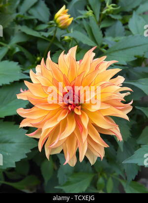 Gelb Orange Dahlie Grandalia Äther-schlagen Flame' Blume (Dahlia hybrida) im Sommer in Großbritannien. Stockfoto