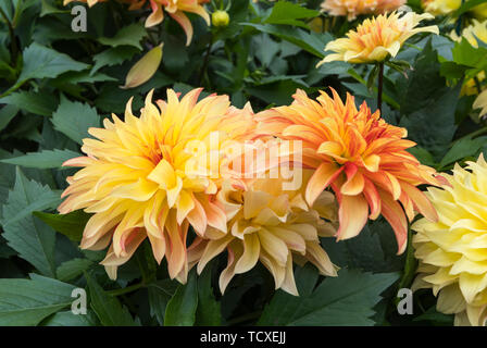 Gelb Orange Dahlie Grandalia Äther-schlagen Flame' Blumen (Dahlia hybrida) im Sommer in Großbritannien. Stockfoto