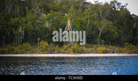 Blick auf die Kannenpflanze Nepenthes in der Region Atsinanana, Madagaskar Stockfoto