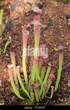 Sarracenia cv Bella (Juthatip Soper x Sarracenia leucophylla) North American carniverous Kannenpflanze in einem feuchten Garten Stockfoto