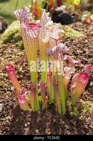 Sarracenia cv Bella (Juthatip Soper x Sarracenia leucophylla) North American carniverous Kannenpflanze in einem feuchten Garten Stockfoto