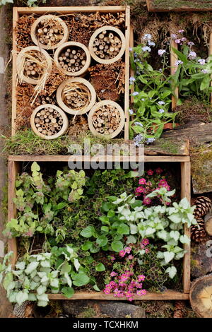 Kleine vertikale Garten Pflanzmaschine und Bug Hotel aus Recycling-materialien von Holz- Wein Boxen Stockfoto