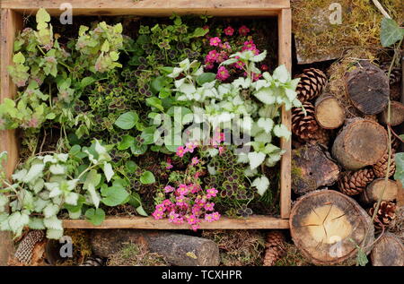 Kleine vertikale Garten Pflanzmaschine aus recyceltem Holz- Wein Boxen Stockfoto