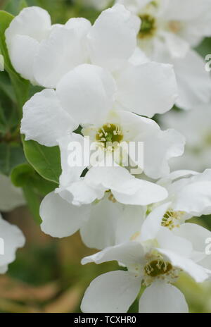 × Exochorda macrantha 'The Bride' pearlbush in Blüte im Frühjahr Stockfoto