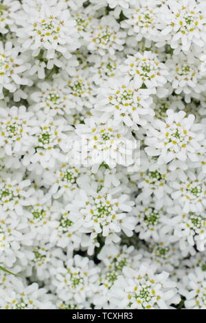 Iberis sempervirens „Fischbeck“-Süßigkeiten blühen im Frühjahr Stockfoto