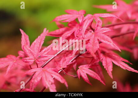Acer palmatum 'Chishio verbessert werden". Scarlet Frühling Laub der japanischen Ahorn, auch genannt den Acer palmatum hin chishio" und "Acer hishio' Stockfoto