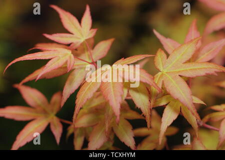 Acer palamtum 'Isobel 'Japanischen acer Laub im Frühjahr - April - Großbritannien Stockfoto