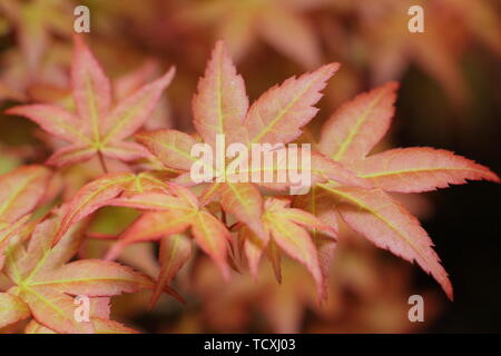 Acer palamtum 'Isobel 'Japanischen acer Laub im Frühjahr - April - Großbritannien Stockfoto