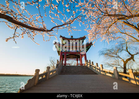 Das Peach Blossoms im Westen Damm des Beijing Sommerpalast sind in voller Blüte. Stockfoto