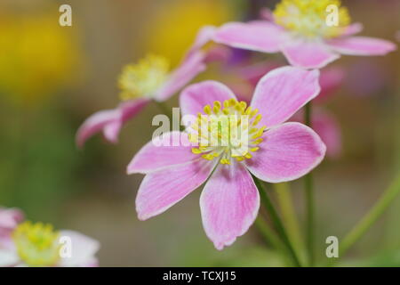 Anemone narcissiflora. Narzisse blühenden Anemonen-rosa Form, Blütezeit im April Stockfoto