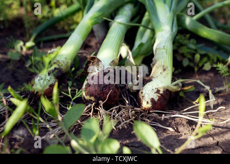 Organische grüne Zwiebeln frisch geernteten Im Garten Stockfoto