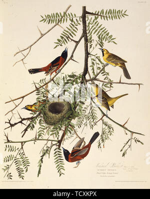 Der Obstgarten Oriole. Von "Die Vögel von Amerika", 1827-1838. Schöpfer: Audubon, John James (1785-1851). Stockfoto