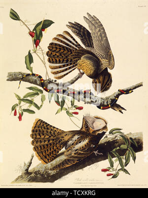 Die chuck-wird's-Witwe. Von "Die Vögel von Amerika", 1827-1838. Schöpfer: Audubon, John James (1785-1851). Stockfoto