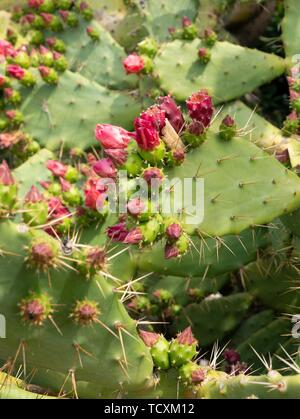 Opuntia, die gemeinhin als Feigenkaktus, Stockfoto