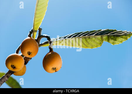 Nahaufnahme von einigen reifen Mispeln hängen von einer Niederlassung eines loquat Baum, gegen den blauen Himmel Stockfoto