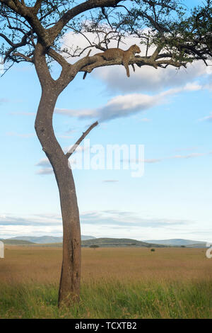 African Leopard (Panthera pardus) liegen in Akazie, Savanne, Masai Mara, Kenia Stockfoto