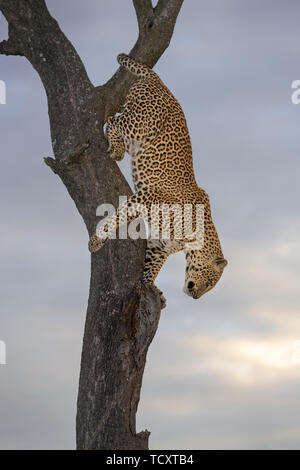 African Leopard (Panthera pardus) Klettern aus Akazie, Masai Mara, Kenia Stockfoto