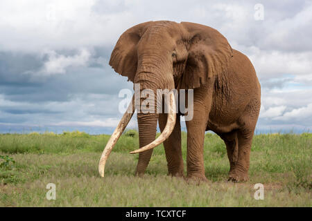 Afrikanischer Elefant (Loxodonta africana) Stier mit großen Tusk, stehend auf Savanne, Amboseli National Park, Kenia. Stockfoto