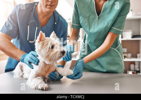 Wir sind immer da, um zu helfen. Ein Team von zwei tierärzten in Arbeit einheitliche Bandagieren eine Pfote auf einen kleinen Hund auf dem Tisch liegen in der Tierklinik. Pet-ca Stockfoto