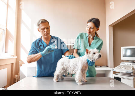 Es wird ein wenig verletzt. Ein Männer mittleren Alters Vet ist ein kleiner Hund injiziert und seine weiblichen Assistenten Halten eines Patienten. Tierklinik. Pet care anhand von quantitativen Simulatio Stockfoto