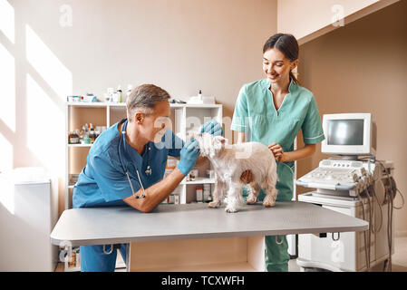 Zeige mir dein Lächeln! Männer im mittleren Alter Tierarzt in Arbeit einheitliche Kontrolle der Zähne von einem kleinen Hund, während seine Frau junge Assistentin das Halten eines Patienten Stockfoto