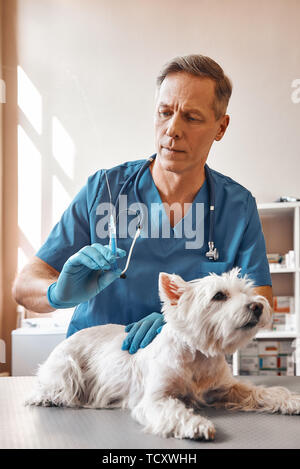 Es wird ein wenig verletzt. Ein Männer mittleren Alters Tierarzt in Arbeit einheitliche Wird eine Injektion zu einem kleinen Hund auf dem Tisch liegen in der Veterinärmedizin zu machen c Stockfoto