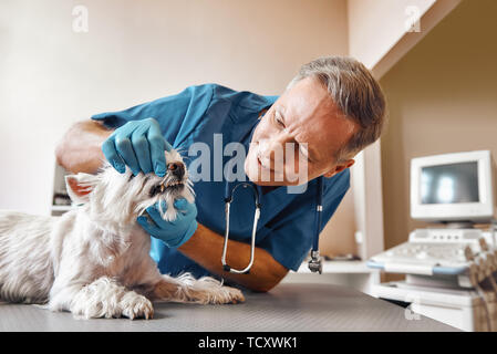 Ich werde dir nicht weh tun. Art veterinar Kontrolle der Zähne von einem kleinen Hund auf dem Tisch liegen in der Tierklinik. Pet Care Concept. Medizin Konzept. Tier hos Stockfoto