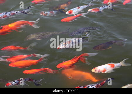 Koi, Zierfische Stockfoto