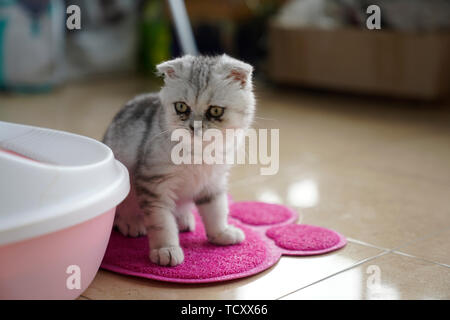 Kätzchen, Ohr - Folding cat. Stockfoto