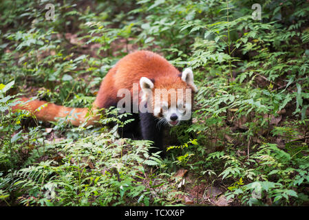 Kleinen Panda in Chengdu, Sichuan Stockfoto