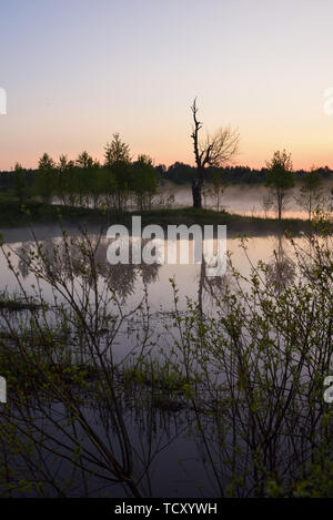 Alte marode Birke am Ufer eines See mit Nebel nach Sonnenuntergang. Stockfoto